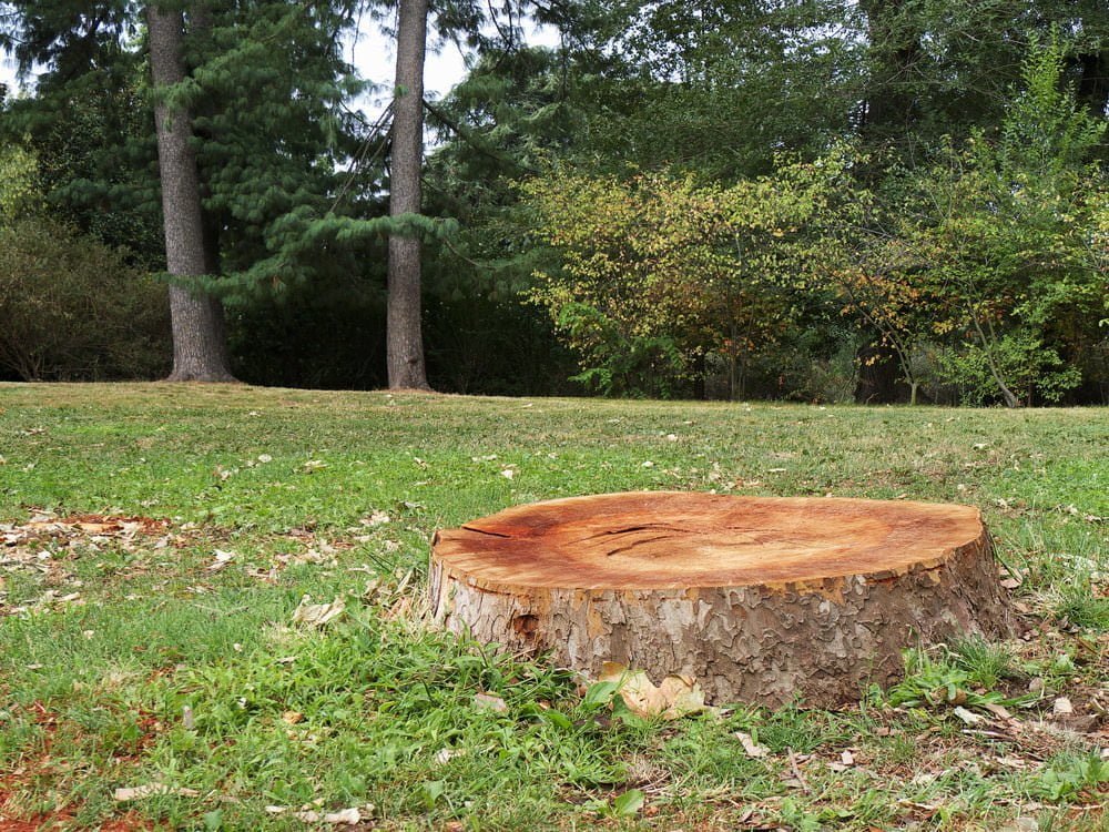 Gardening Tips for Tree Stumps