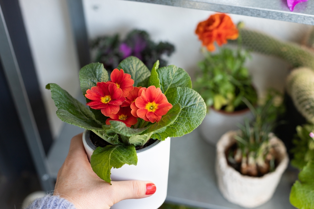 caring primrose plants indoor