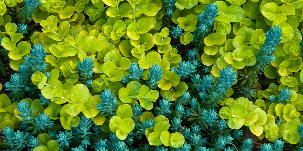 Millcreek Gardens-Salt Lake City-Utah-Groundcovers for A Gorgeous Garden-creeping jenny and sedum