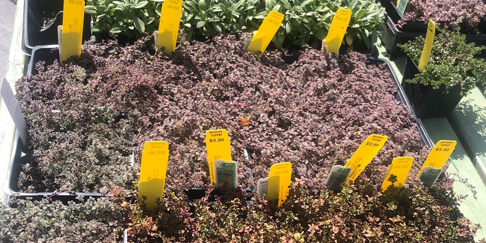 Millcreek Gardens-Groundcover plants Millcreek Gardens-Groundcover plants