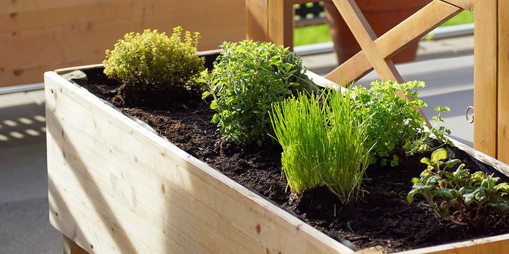 Millcreek Gardens-Salt Lake City - Utah - Best Vegetables for Container Gardening-container grown herbs Millcreek Gardens-Salt Lake City - Utah - Best Vegetables for Container Gardening-container grown herbs
