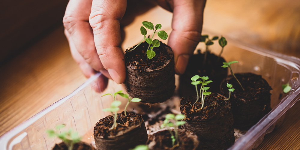 Millcreek Gardens-Salt Lake City -Utah- Best Vegetables for Container Gardening-seedlings Millcreek Gardens-Salt Lake City -Utah- Best Vegetables for Container Gardening-seedlings