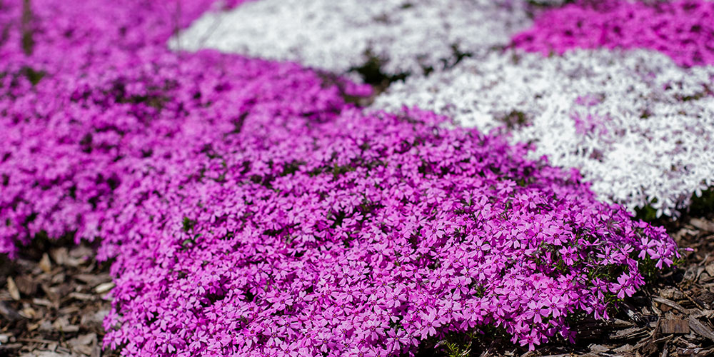 Millcreek Gardens-Salt Lake City-Utah-Groundcover plants- creeping phlox Millcreek Gardens-Salt Lake City-Utah-Groundcover plants- creeping phlox
