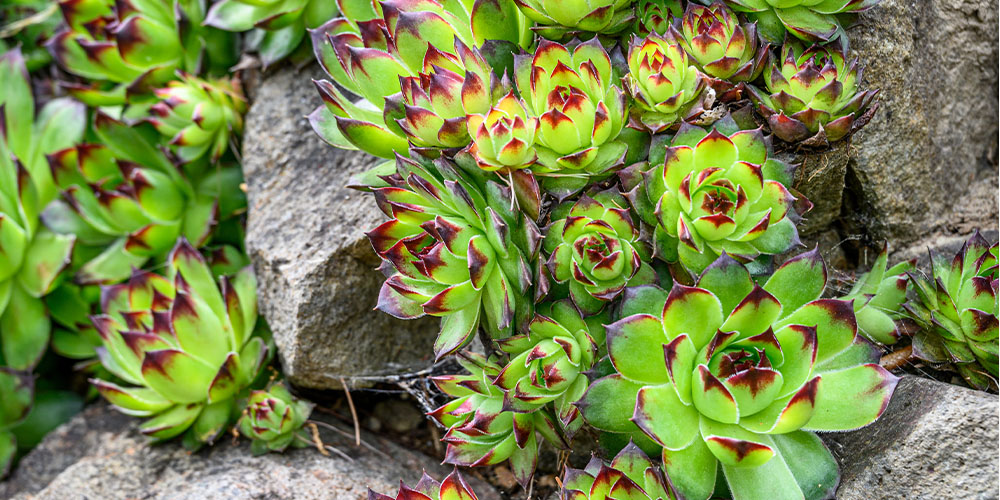 Millcreek Gardens-Salt Lake City-Utah-Groundcovers for A Gorgeous Garden-hens and chicks Millcreek Gardens-Salt Lake City-Utah-Groundcovers for A Gorgeous Garden-hens and chicks