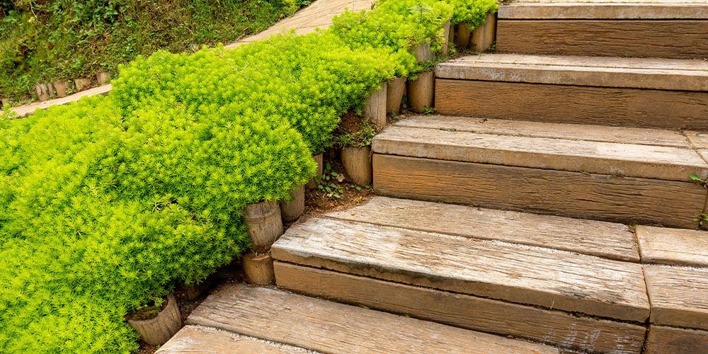 Millcreek Gardens-Salt Lake City-Utah-Groundcovers for A Gorgeous Garden-stonecrop sedum Millcreek Gardens-Salt Lake City-Utah-Groundcovers for A Gorgeous Garden-stonecrop sedum