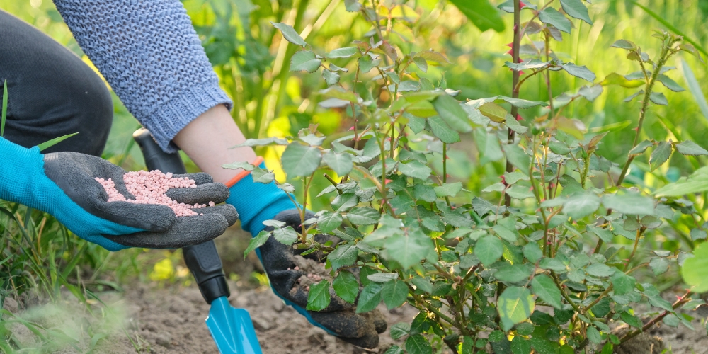 Millcreek Gardens-Salt Lake City-Utah-How to Grow Roses-fertilizing a rose Millcreek Gardens-Salt Lake City-Utah-How to Grow Roses-fertilizing a rose
