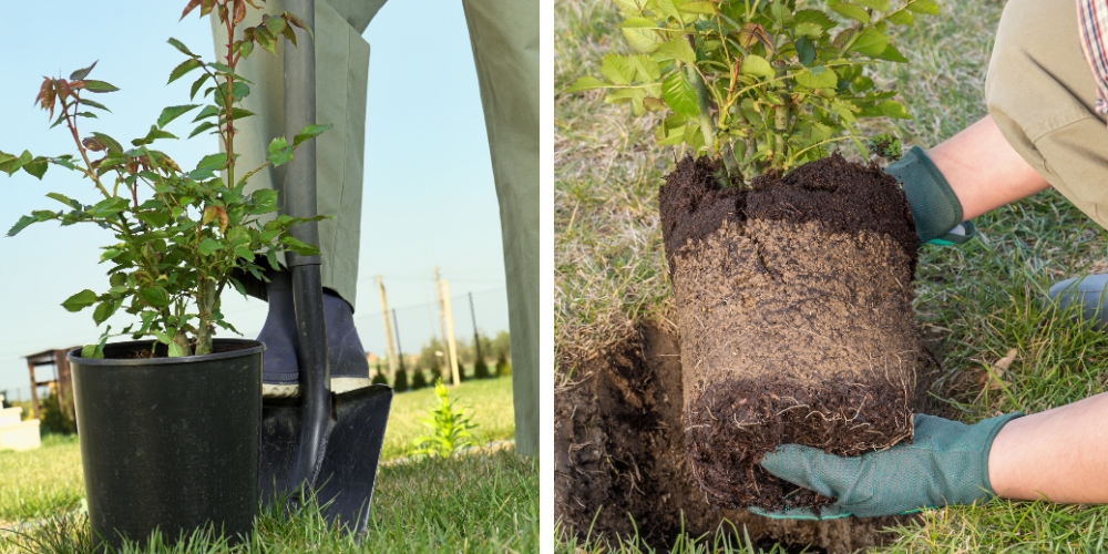 Millcreek Gardens-Salt Lake City-Utah-How to Grow Roses-planting a rose Millcreek Gardens-Salt Lake City-Utah-How to Grow Roses-planting a rose
