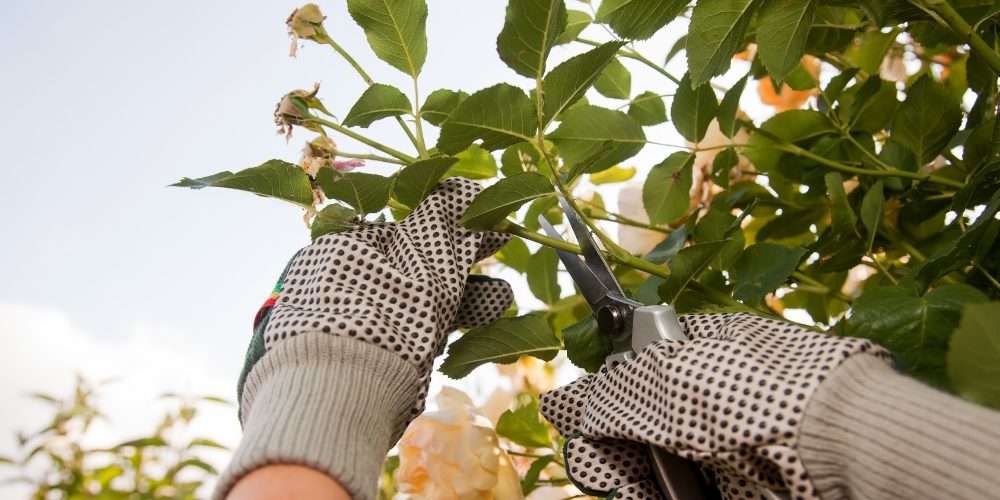 Millcreek Gardens-Salt Lake City-Utah-How to Grow Roses-pruning a rose Millcreek Gardens-Salt Lake City-Utah-How to Grow Roses-pruning a rose