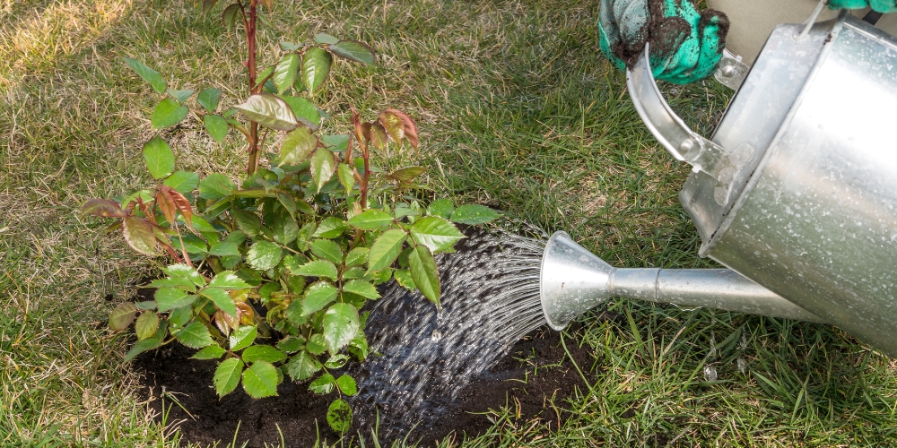 Millcreek Gardens-Salt Lake City-Utah-How to Grow Roses-watering a rose Millcreek Gardens-Salt Lake City-Utah-How to Grow Roses-watering a rose