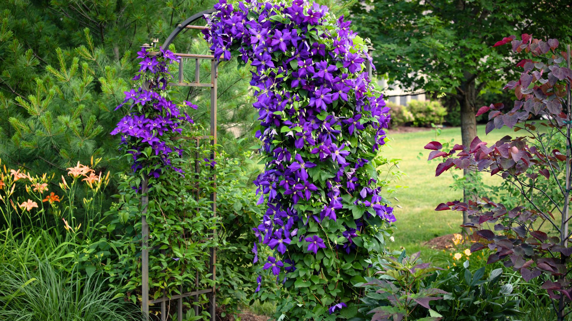 Millcreek Gardens-Salt Lake City-Utah-Perennial Garden Design-Clematis Millcreek Gardens-Salt Lake City-Utah-Perennial Garden Design-Clematis
