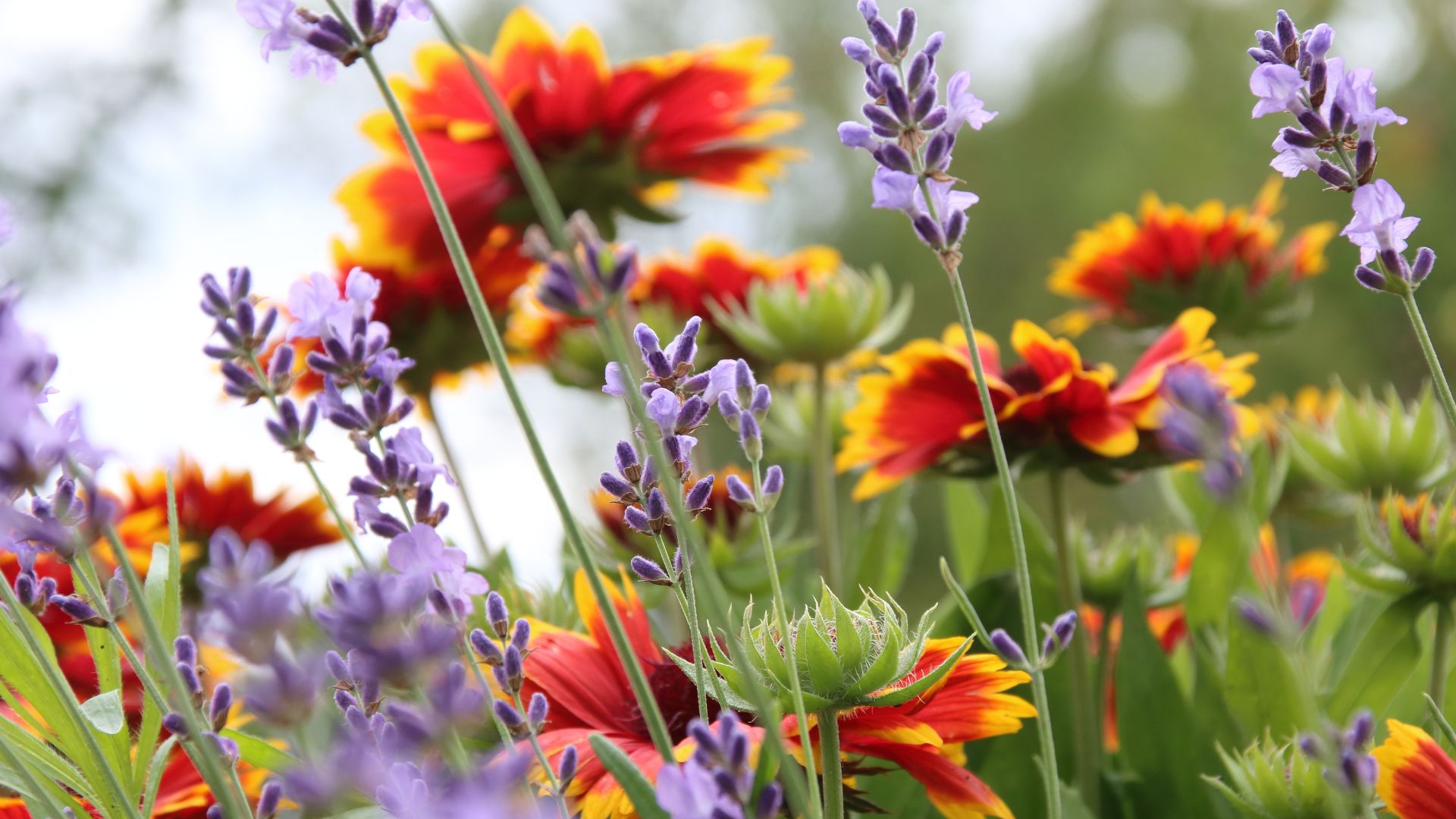 Millcreek Gardens-Salt Lake City-Utah-Perennial Garden Design-purple and orange flowers Millcreek Gardens-Salt Lake City-Utah-Perennial Garden Design-purple and orange flowers