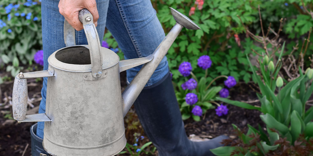 Millcreek Gardens-Salt Lake City-Utah-Watering Tips and Techniques for Utah-watering can