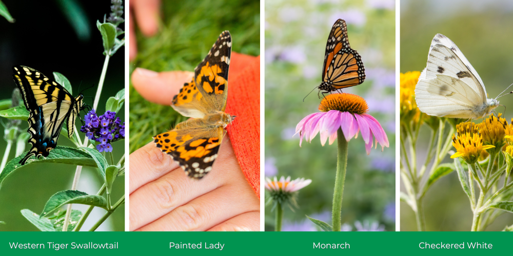 Millcreek Gardens-Salt Lake City-Utah-Native butterflies Millcreek Gardens-Salt Lake City-Utah-Native butterflies