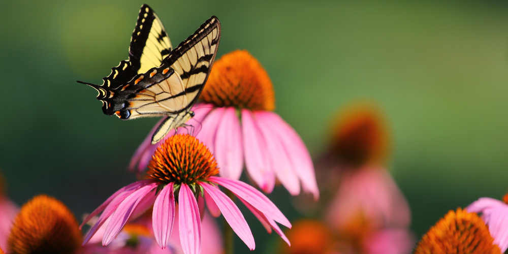 Millcreek Gardens-Salt Lake-City-Utah-Butterfly Gardens-butterfly on flowers