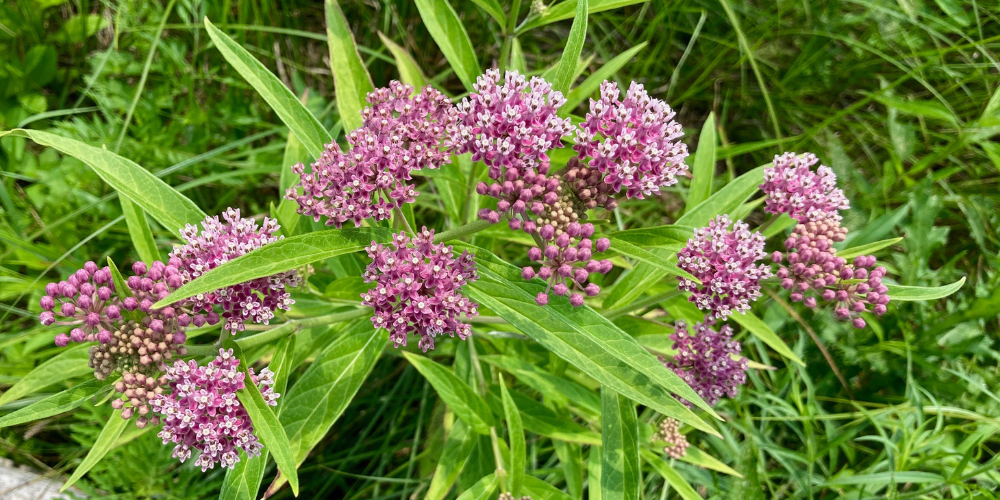 Millcreek Gardens-Salt Lake-City-Utah-Butterfly Gardens-milkweed plant Millcreek Gardens-Salt Lake-City-Utah-Butterfly Gardens-milkweed plant