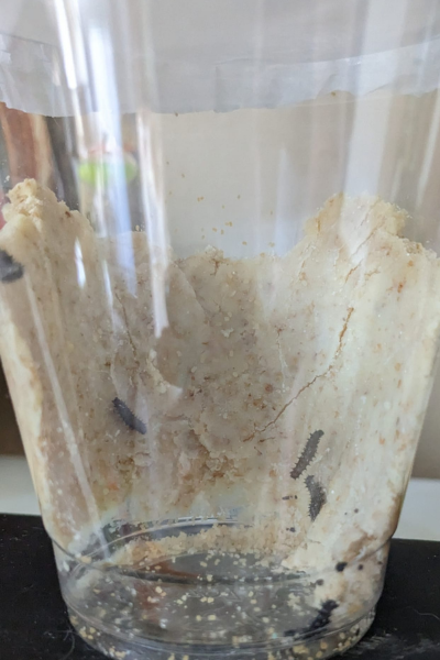 Millcreek Gardens-Salt Lake-City-Utah-Butterfly Gardens-take home butterfly kit Millcreek Gardens-Salt Lake-City-Utah-Butterfly Gardens-take home butterfly kit