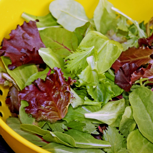 Millcreek Gardens-Salt Lake City-Utah-Harvesters Guide to Picking Veggies-harvested lettuce Millcreek Gardens-Salt Lake City-Utah-Harvesters Guide to Picking Veggies-harvested lettuce