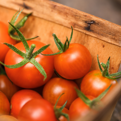 Millcreek Gardens-Salt Lake City-Utah-Harvesters Guide to Picking Veggies-harvested tomatoes