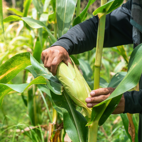 Millcreek Gardens-Salt Lake City-Utah-Harvesters Guide to Picking Veggies-harvesting corn Millcreek Gardens-Salt Lake City-Utah-Harvesters Guide to Picking Veggies-harvesting corn