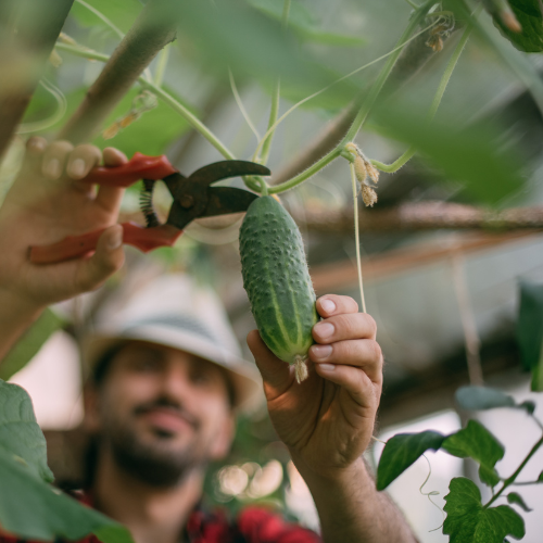 Millcreek Gardens-Salt Lake City-Utah-Harvesters Guide to Picking Veggies-harvesting cucumbers