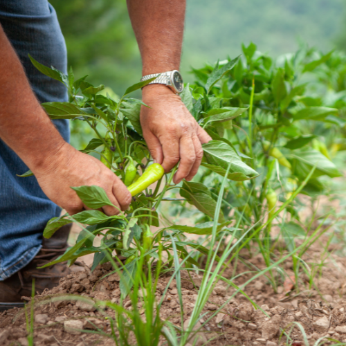 Millcreek Gardens-Salt Lake City-Utah-Harvesters Guide to Picking Veggies-harvesting peppers Millcreek Gardens-Salt Lake City-Utah-Harvesters Guide to Picking Veggies-harvesting peppers