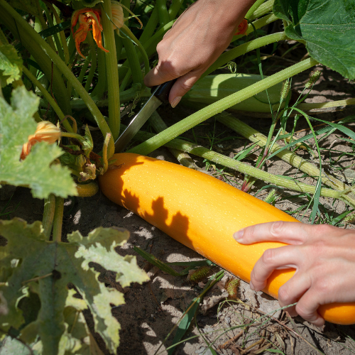 Millcreek Gardens-Salt Lake City-Utah-Harvesters Guide to Picking Veggies-harvesting zucchini Millcreek Gardens-Salt Lake City-Utah-Harvesters Guide to Picking Veggies-harvesting zucchini