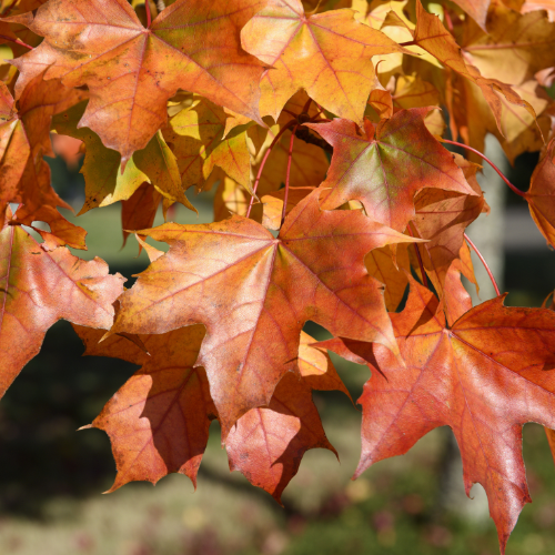 Millcreek Gardens-Salt Lake City-Utah-Pacific Maple tree