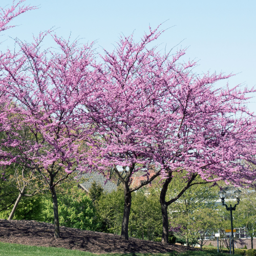 Millcreek Gardens-Salt Lake City-Utah-The Best Shade Trees-Eastern redbud tree