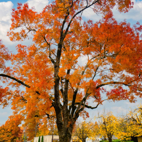 Millcreek Gardens-Salt Lake City-Utah-The Best Shade Trees-bigtooth maple