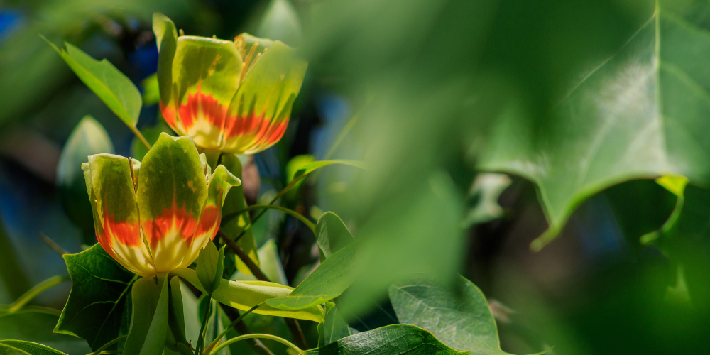 Millcreek Gardens-Salt Lake City-Utah-The Best Shade Trees-tulip tree