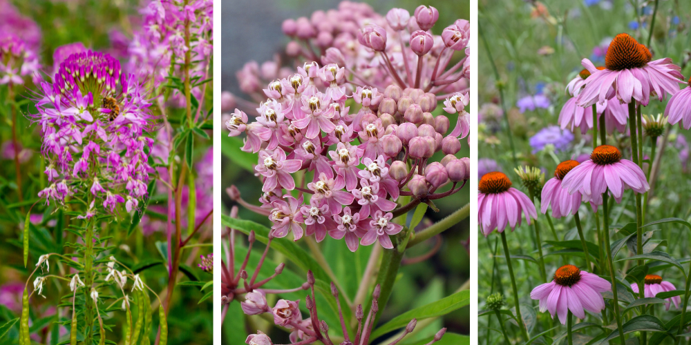 Millcreek Gardens-Salt Lake City-Utah-Welcoming Pollinators to Your Garden-native flowers Millcreek Gardens-Salt Lake City-Utah-Welcoming Pollinators to Your Garden-native flowers