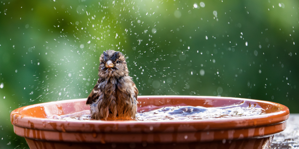 Millcreek Gardens-Salt Lake City-Utah-Bird-Friendly Landscape-bird bath