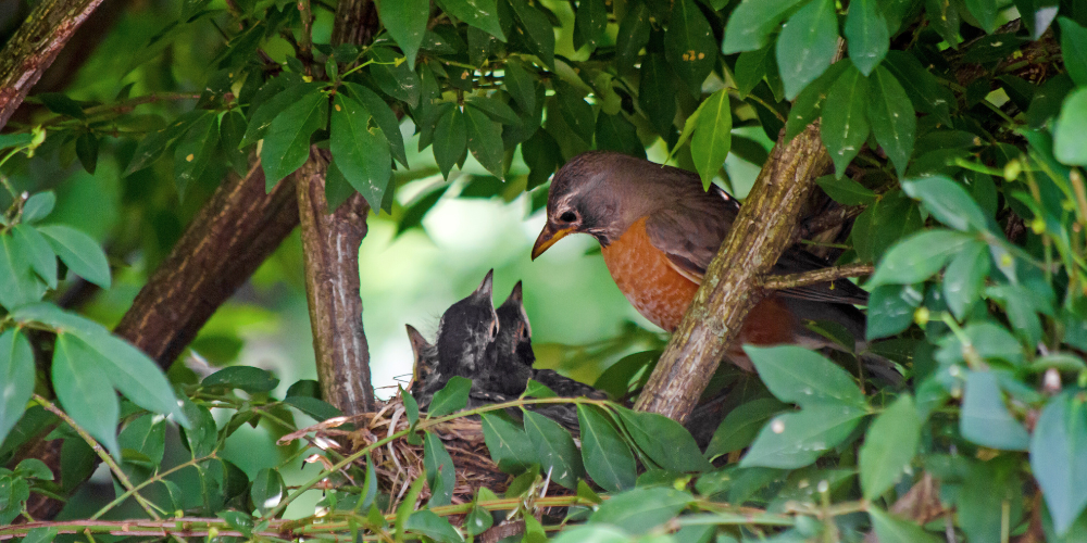 Millcreek Gardens-Salt Lake City-Utah-Bird-Friendly Landscape-birds in tree