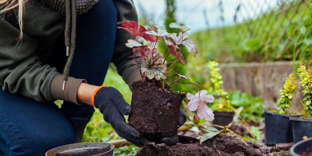 Millcreek Gardens-Salt Lake City-Utah-Fall is for planting-heuchera plant