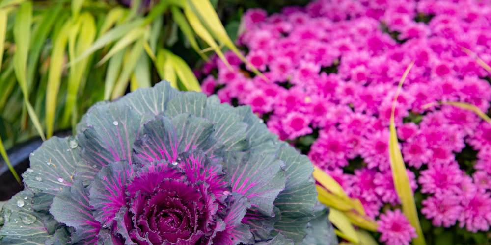 Millcreek Gardens-Salt Lake City-Utah-Fall is for planting-ornamental kale and mums