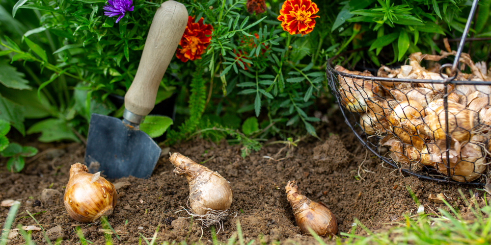 Millcreek Gardens-Salt Lake City-Utah-Fall is for planting-spring blooming bulbs