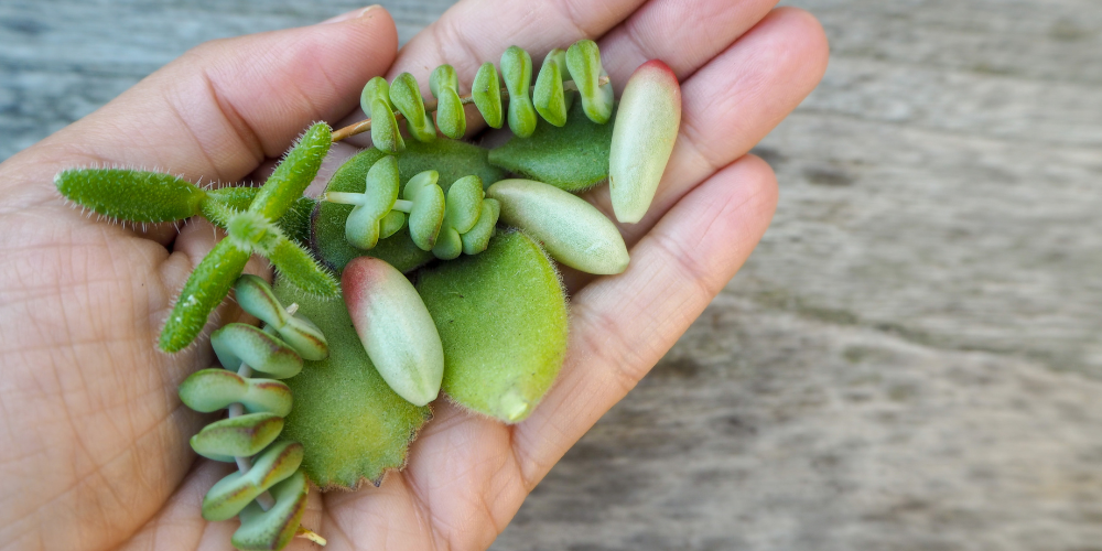 Millcreek Gardens-Salt Lake City-Utah-Succulent Propagation-succulent plant leaves