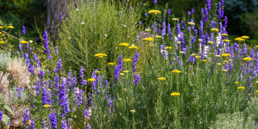 Millcreek Gardens-Salt Lake City-Utah-Xeriscaping in the Garden-yarrow flowers Millcreek Gardens-Salt Lake City-Utah-Xeriscaping in the Garden-yarrow flowers